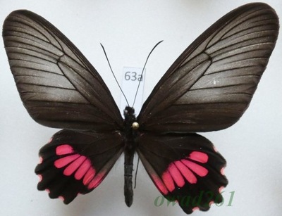 Parides neophilus (Geyer, 1837) samica Peru 66mm63a