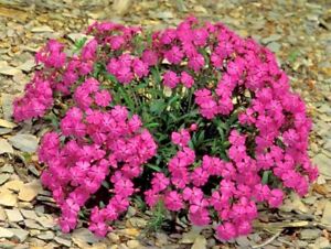 Lepnica zwisająca, Silene pendula