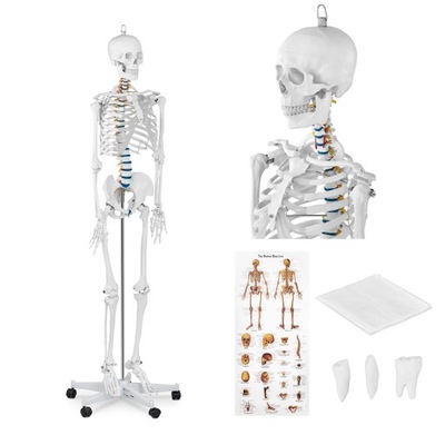 Model Anatomiczny Szkieletu Człowieka 176cm PLAKAT