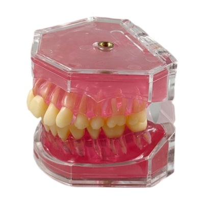 Praktyka ekstrakcji zębów Model Praktyka edukacyjna Instrument