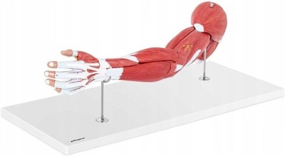 Ramię - model anatomiczny PHYSA 10040314