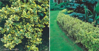 Trzmielina Fortune'a Emerald Gold ŻÓŁTE LIŚCIE ŻYWOPŁOT OBWÓDKA Sadzonka P9