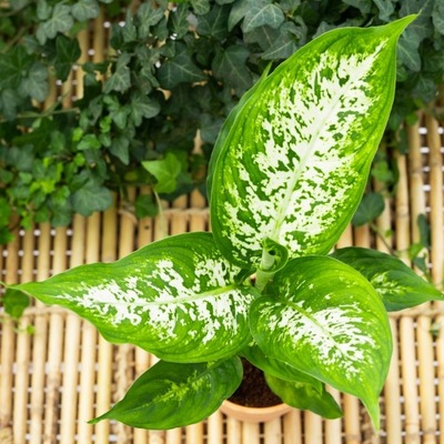 Dieffenbachia 'Compacta' diffenbachia OCZYSZCZA L