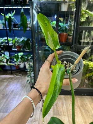 Philodendron Domesticum variegata