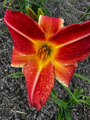 Liliowiec Hemerocallis Annie Golightly 1 szt