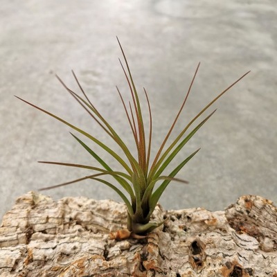 NOWOŚĆ! Tillandsia melanocrater