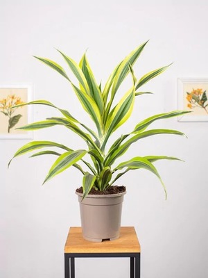 Dracena 'Lemon Lime'