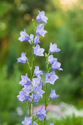 Dzwonek brzoskwiniolistny - Campanula persicifolia