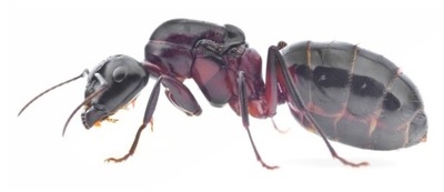 Camponotus ligniperda Q 2023