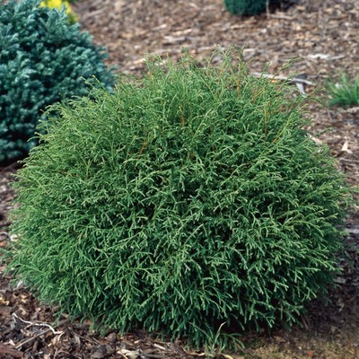 Thuja MR BOWLING BALL