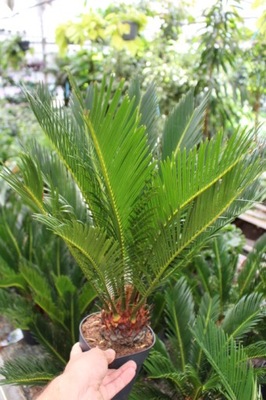Wielka PALMA CYCAS CYKAS REVOLUTA SAGOWIEC