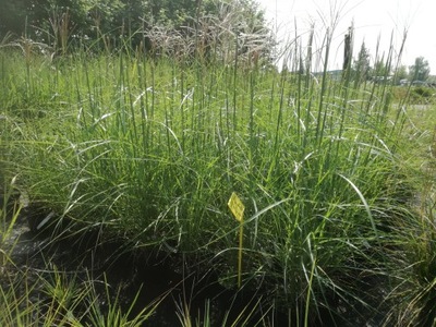 Miskant chiński Ferman Ostem 1-046