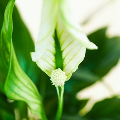 Spathiphyllum 'Chopin' - Skrzydłokwiat kwitnący