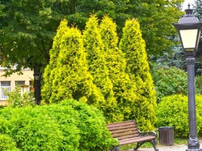 Tuja Żywotnik zachodni Thuja SUNKIST doniczka P9