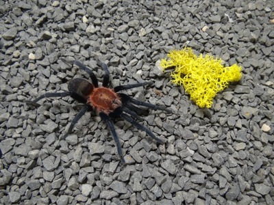 PAJĄK PTASZNIK HOLOTHELE LONGIPES L5 "SPIDERS LABORATORY"