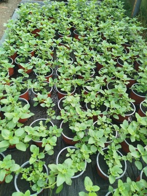 Mięta wodna sadzonka