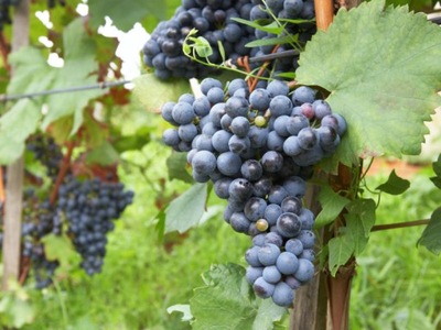 WINOROŚL 'Vitis vinifera' ZILGA NIEBIESKI