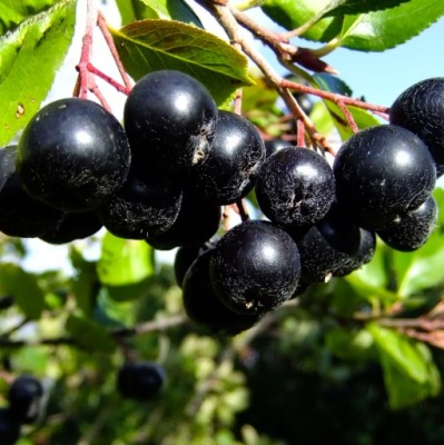 Aronia Miczurina 2L