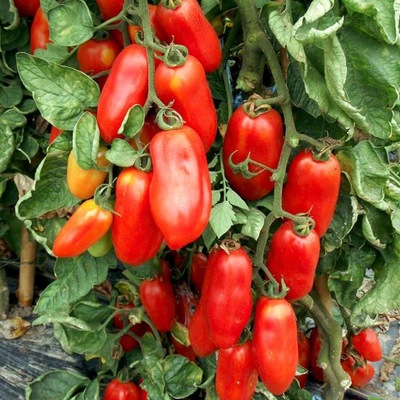 Pomidor gruntowy wysoki San Marzano 0,2g