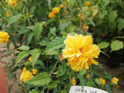 Keria japońska 'Pleniflora' ZŁOTLIN