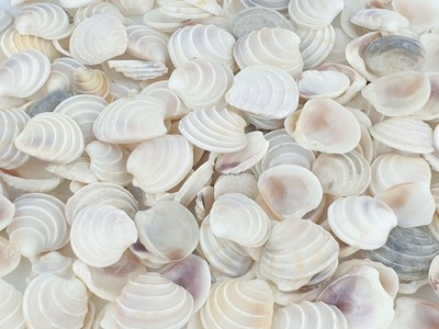 muszle muszelki z Filipin Cake Shells 100g