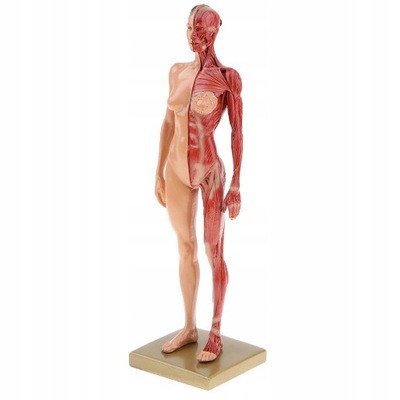 11-calowy anatomiczny model kobiecego mięśnia i