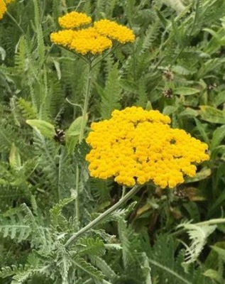 Krwawnik żółty Achillea Gold doniczka