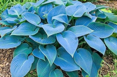 FUNKIA FRAGRANT BLUE NIEBIESKA HOSTA KWITNĄCA C