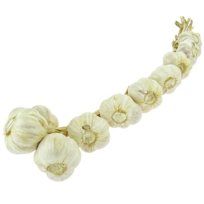 CZOSNEK WIOSENNY WARKOCZ 10 SZT - ŚWIEŻY POLSKI JARY MOCNY