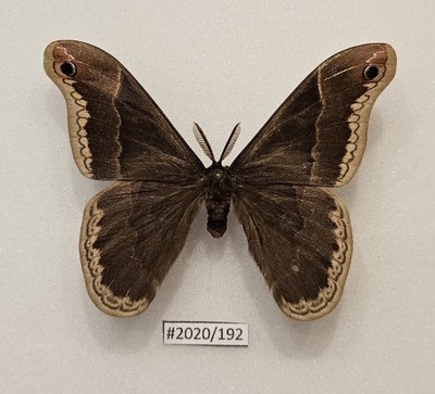 Callosamia promethea samiec 75mm.