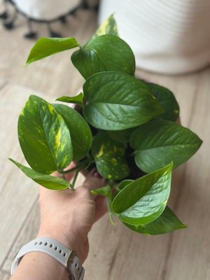 Epipremnum aureum