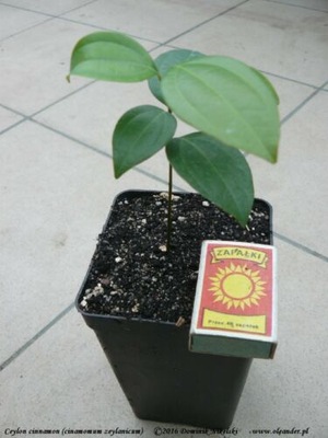 Cynamon cejloński cinnamomum roczna sadzonka