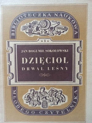 Dzięcioł drwal leśny J. B Sokołowski