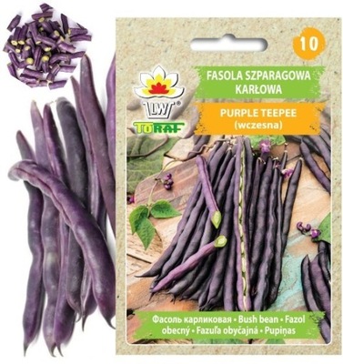 FIOLETOWA Fasola Szparagowa Purple Teepee KARŁOWA TORAF nasiona