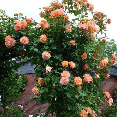 Róża pnąca Herbaciana Angielska 526
