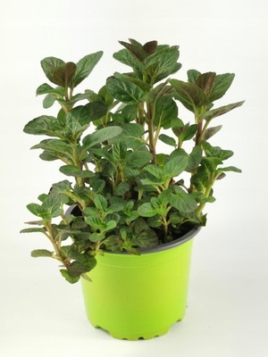 Mięta JAGODOWA sadzonka w doniczce