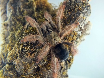 Psalmopoeus pulcher L1 (SpidersForge)