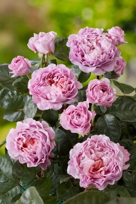 Róża Wielkokwiatowa EISVOGEL Intensywnie Pachnąca DONICZKA C5
