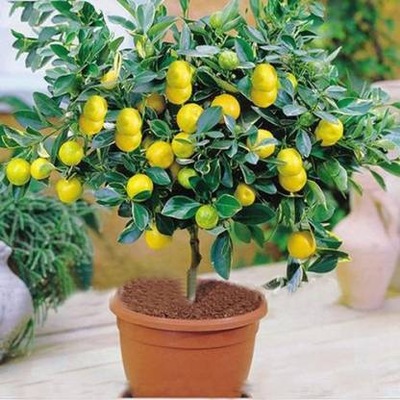 Cytryna zwyczajna Lemon Lover 20-40cm C2