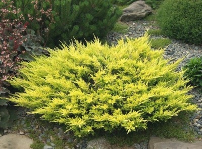 JAŁOWIEC PŁOŻĄCY LIMEGLOW ŻÓŁTY ZŁOTY SADZONKA P9