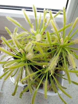 Owadożerna Drosera capensis 'Alba' - rosiczka x50