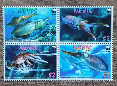 Fauna - Kałamarnica - Nevis