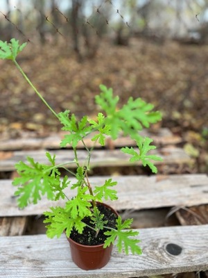 Geranium anginka pelargonia pachnąca sadzonka M