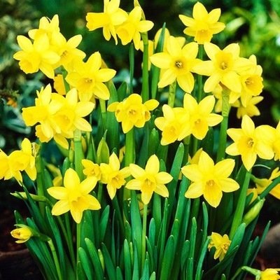 Narcyz Bulwy | Wyjątkowa roślina wnosząca wiosnę do Twojego domu!