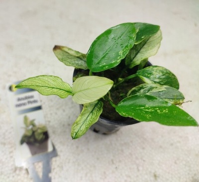 Anubias nana 'Pinto' [koszyk]