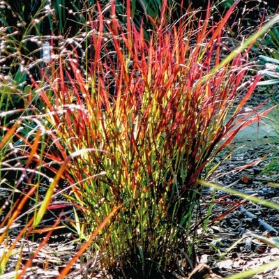 Proso rózgowate SANGRIA INTENSYWNIE CZERWONA Jak Imperata Red SADZONKA