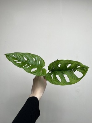 Monstera Acuminata | Cięta Sadzonka Rośliny