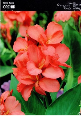 Kłącze Canna - Kanna Orchid paciorecznik 1 szt.