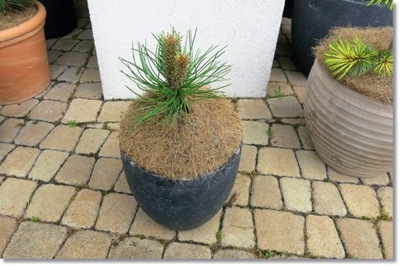 Pinus nigra 'Kubat' - !!! !!! !!!