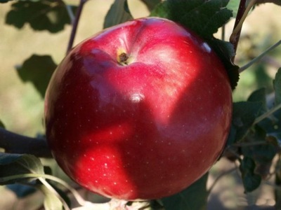 Jabłoń karłowata Oliwka Czerwona- gat. I z donicy